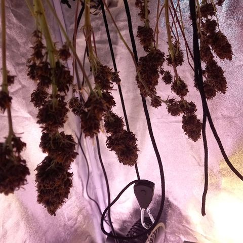 Green Gelato growlog timeline photo