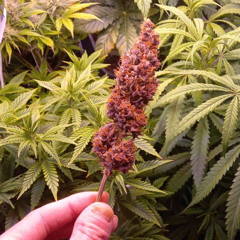 Green Gelato growlog timeline photo