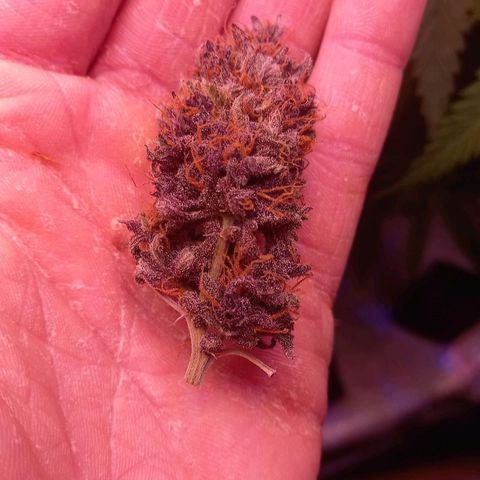 Green Gelato growlog timeline photo
