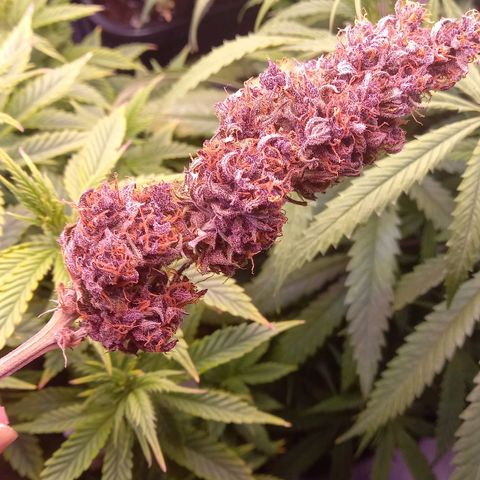 Green Gelato growlog timeline photo