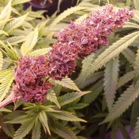 Green Gelato growlog timeline photo