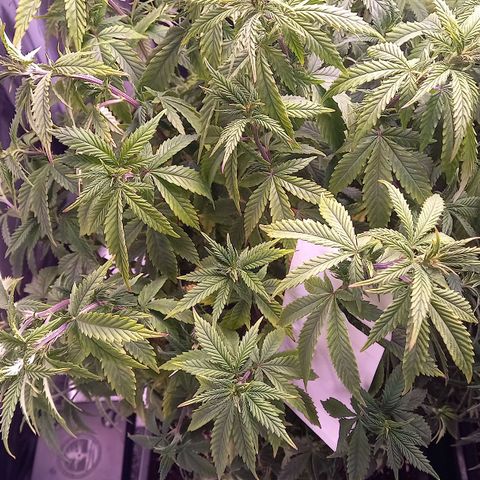Critical growlog timeline photo