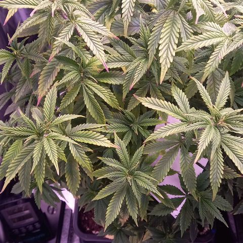 Critical growlog timeline photo