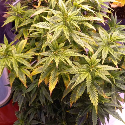 Critical growlog timeline photo