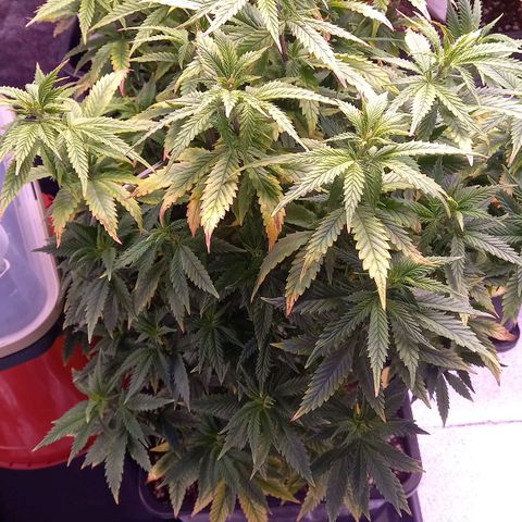 Critical growlog timeline photo