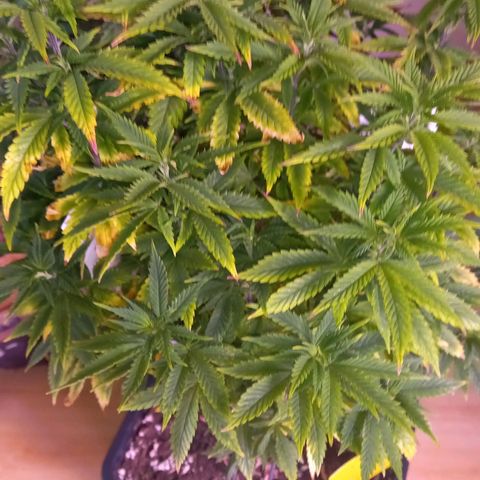 Critical growlog timeline photo