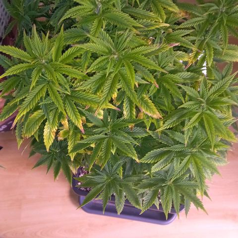 Critical growlog timeline photo