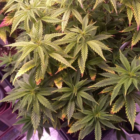 Critical growlog timeline photo