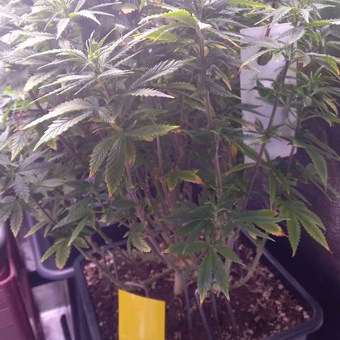 Critical growlog timeline photo