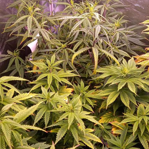 Critical growlog timeline photo