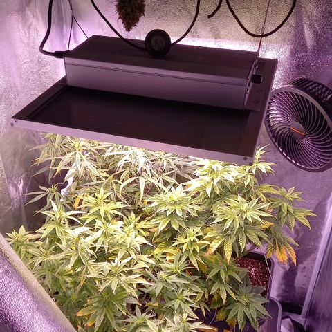 Critical growlog timeline photo