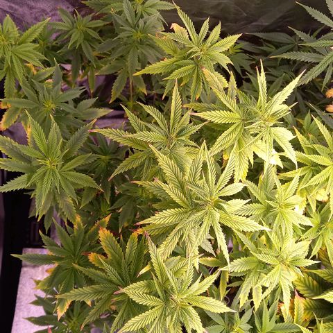 Critical growlog timeline photo