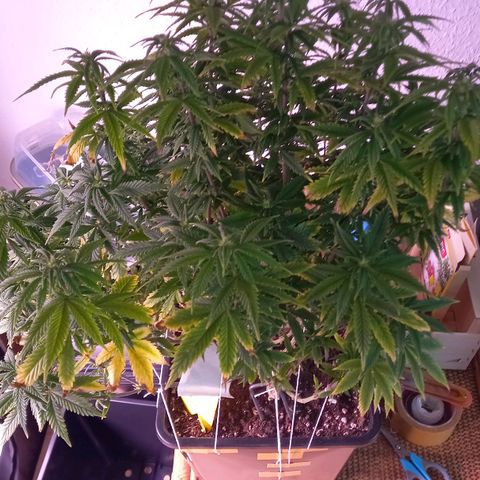 Critical growlog timeline photo