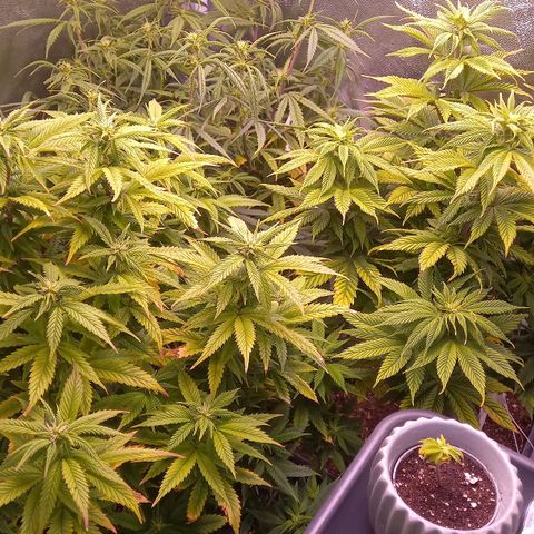 Critical growlog timeline photo