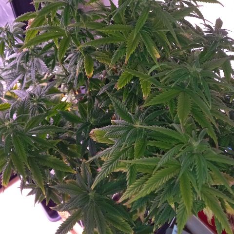 Critical growlog timeline photo