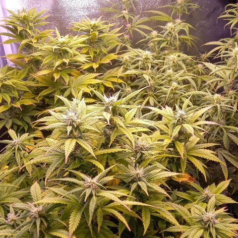 Critical growlog timeline photo