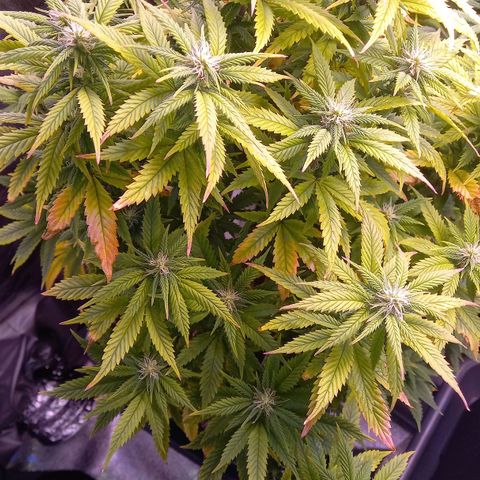 Critical growlog timeline photo