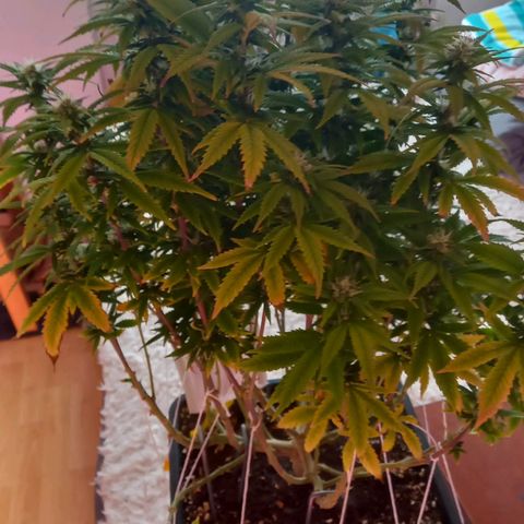 Critical growlog timeline photo