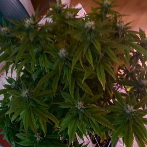 Critical growlog timeline photo