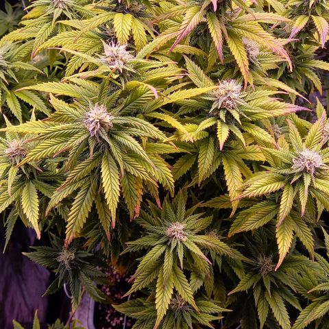 Critical growlog timeline photo