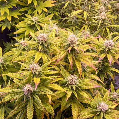 Critical growlog timeline photo