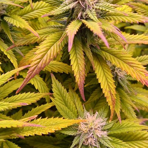 Critical growlog timeline photo