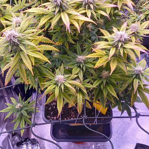 Critical growlog timeline photo