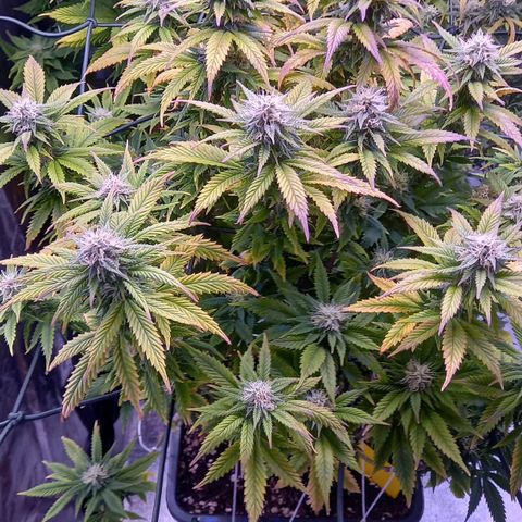 Critical growlog timeline photo