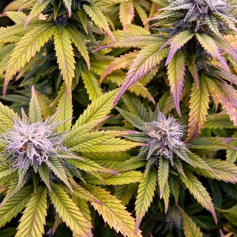 Critical growlog timeline photo