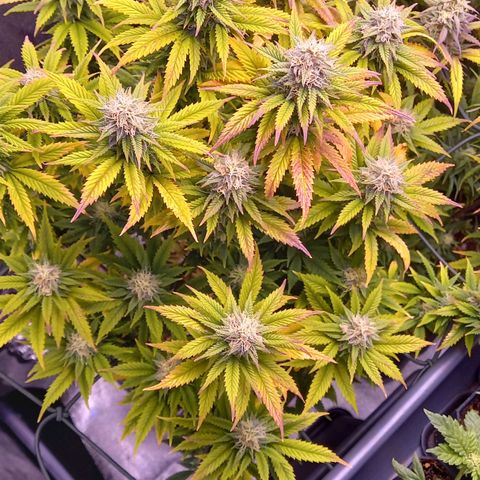 Critical growlog timeline photo