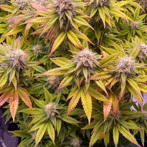 Critical growlog timeline photo