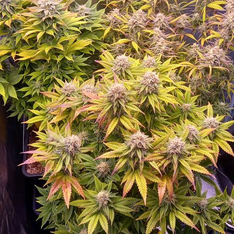 Critical growlog timeline photo