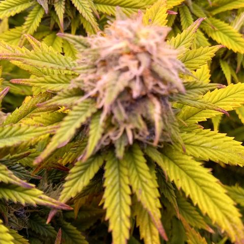 Critical growlog timeline photo