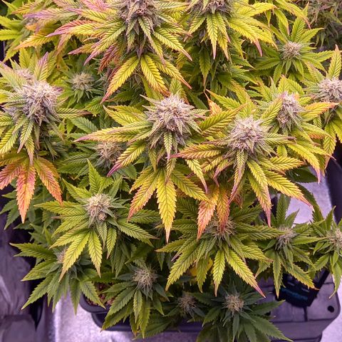 Critical growlog timeline photo