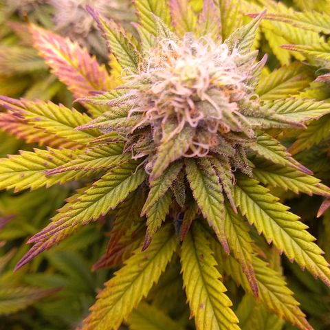 Critical growlog timeline photo