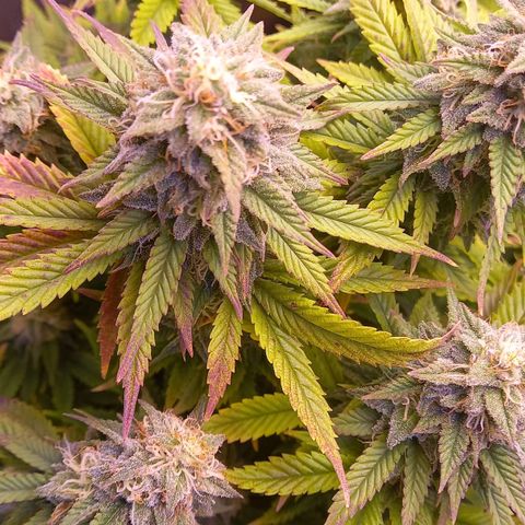 Critical growlog timeline photo