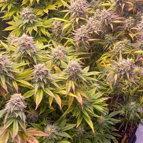 Critical growlog timeline photo