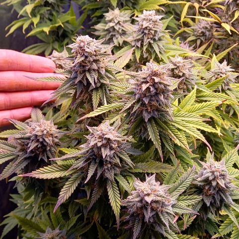 Critical growlog timeline photo
