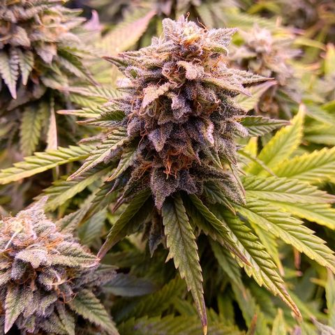 Critical growlog timeline photo