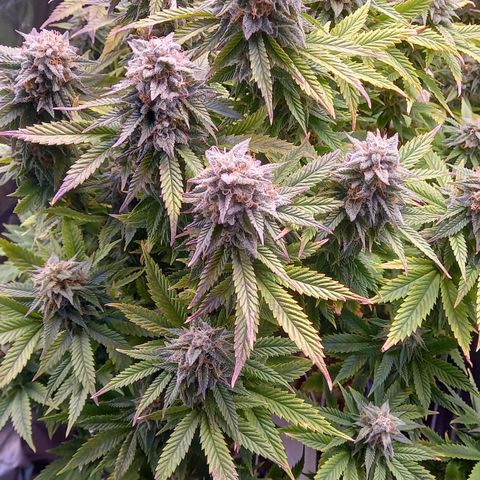 Critical growlog timeline photo