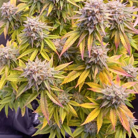 Critical growlog timeline photo