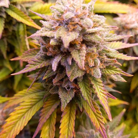 Critical growlog timeline photo