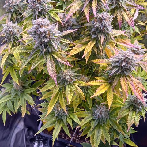 Critical growlog timeline photo