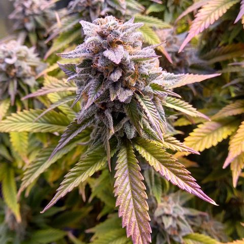 Critical growlog timeline photo