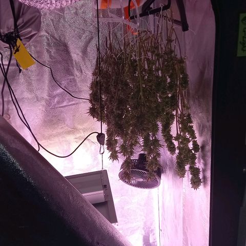 Critical growlog timeline photo