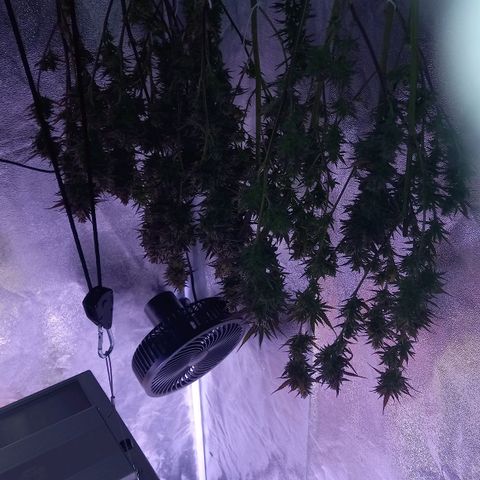Critical growlog timeline photo