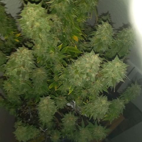 Critical growlog timeline photo