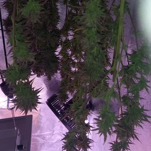 Critical growlog timeline photo