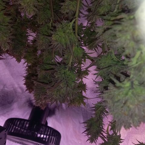 Critical growlog timeline photo