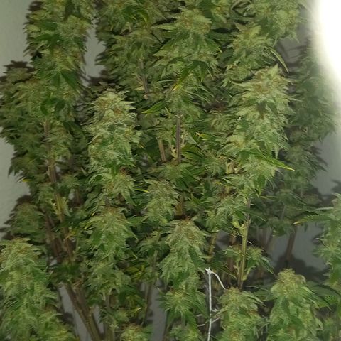 Critical growlog timeline photo